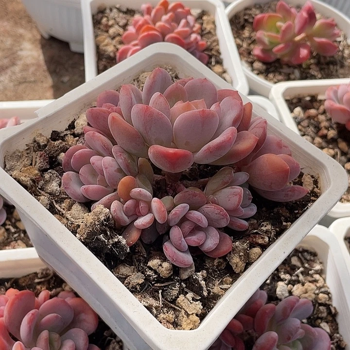 106 多肉不带盆土20包邮发货