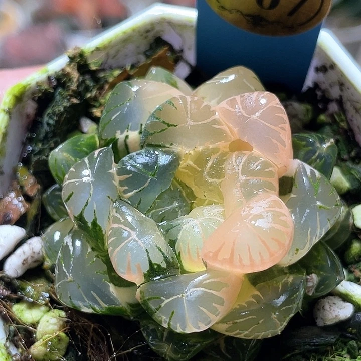 967卜卜紫錦一物一拍