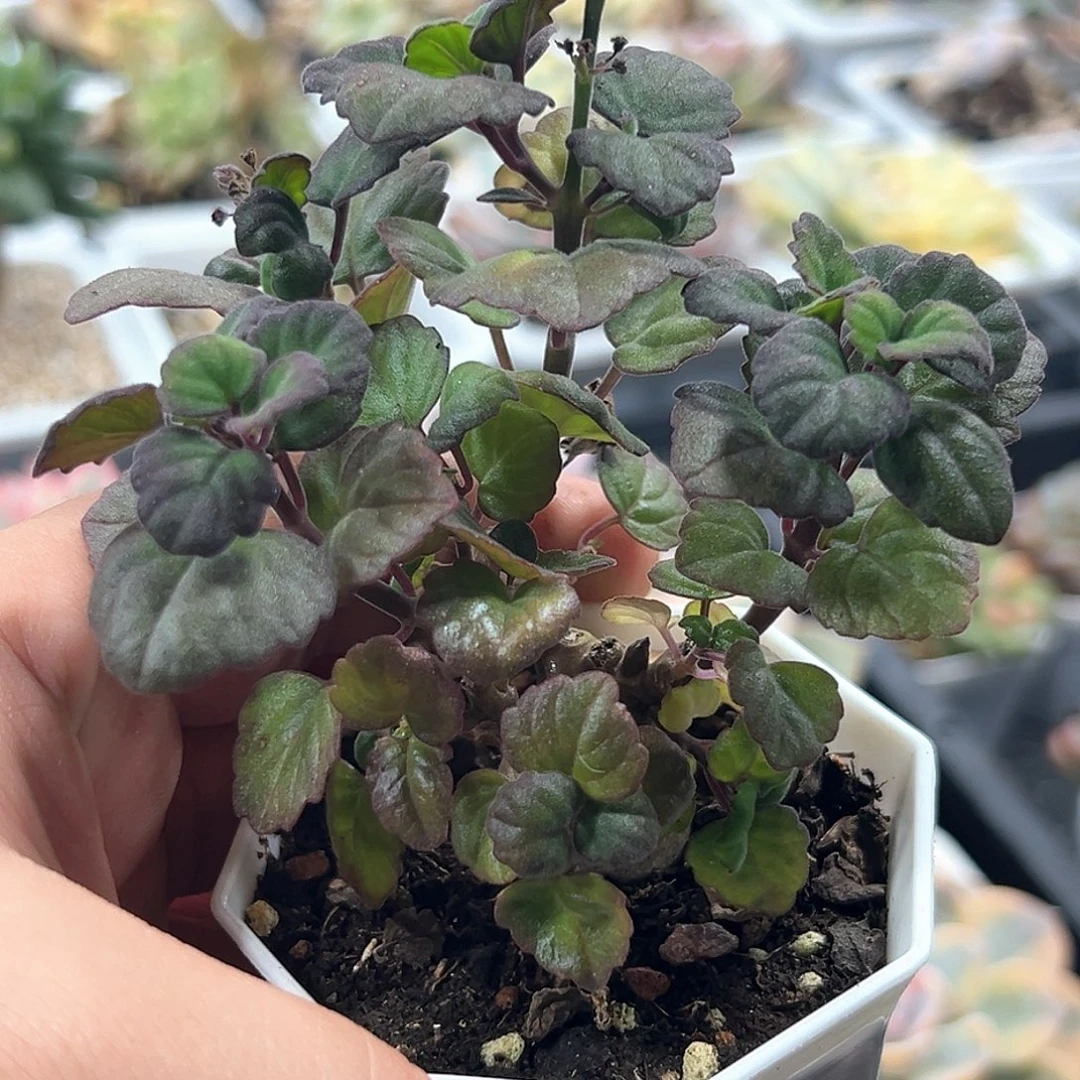 爱氏延命草  小方花圃一单包邮