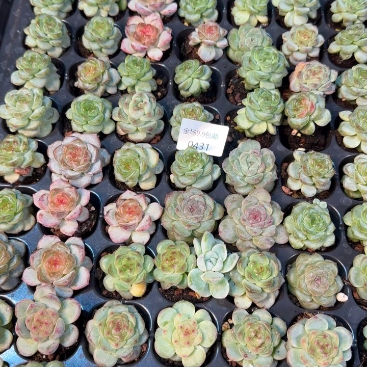 甜心12号431号¥9.9包邮