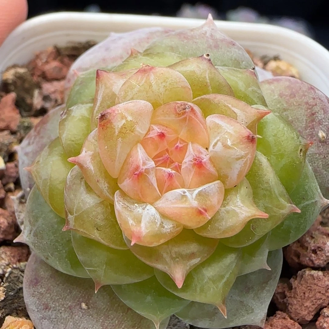 【满29包邮非偏远】654特