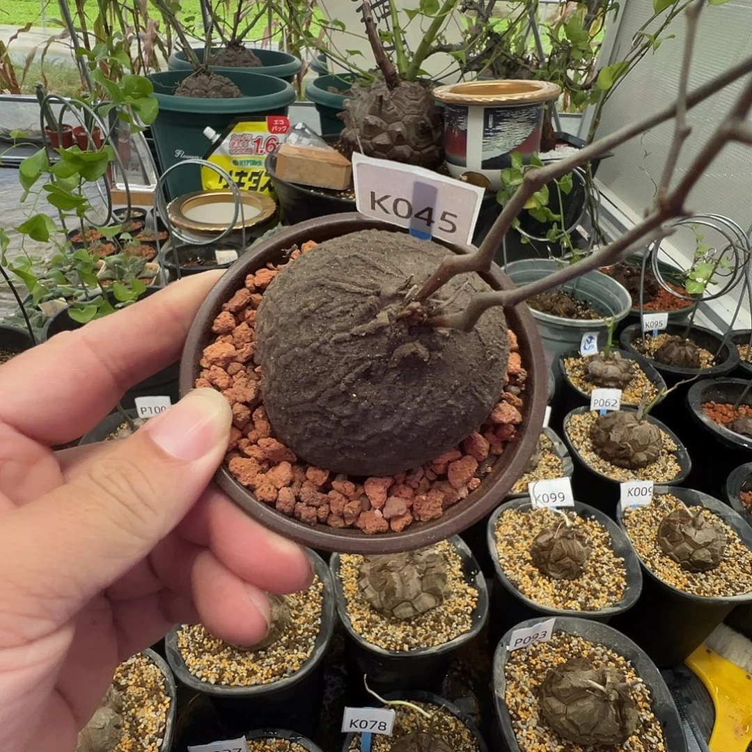 多肉植物专拍 一物一拍 南非龟甲龙045