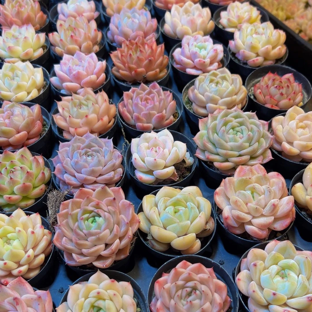 肉***电128多肉葡萄领导人物简介