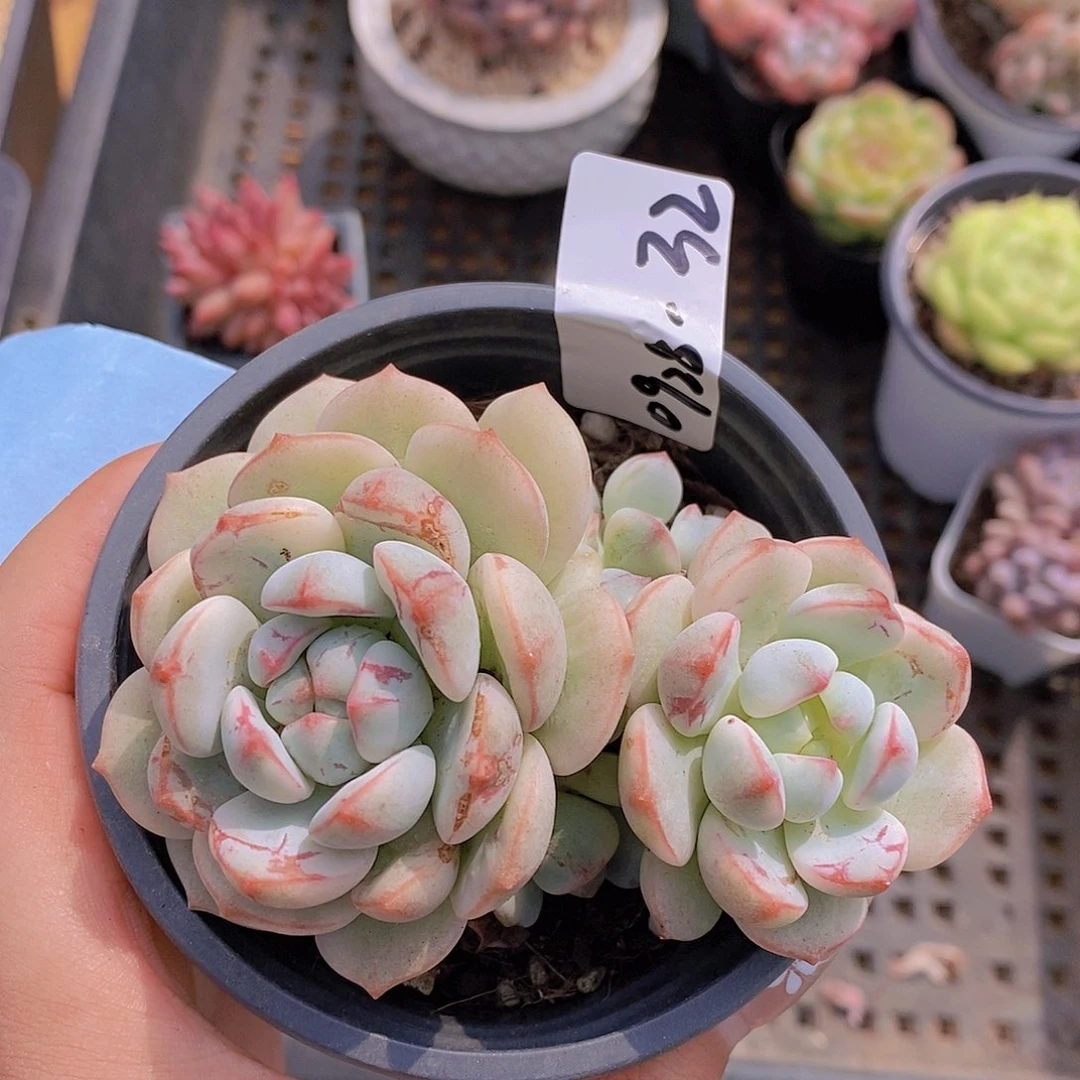 0928-32-血斑香草锦福利一颗一物一拍