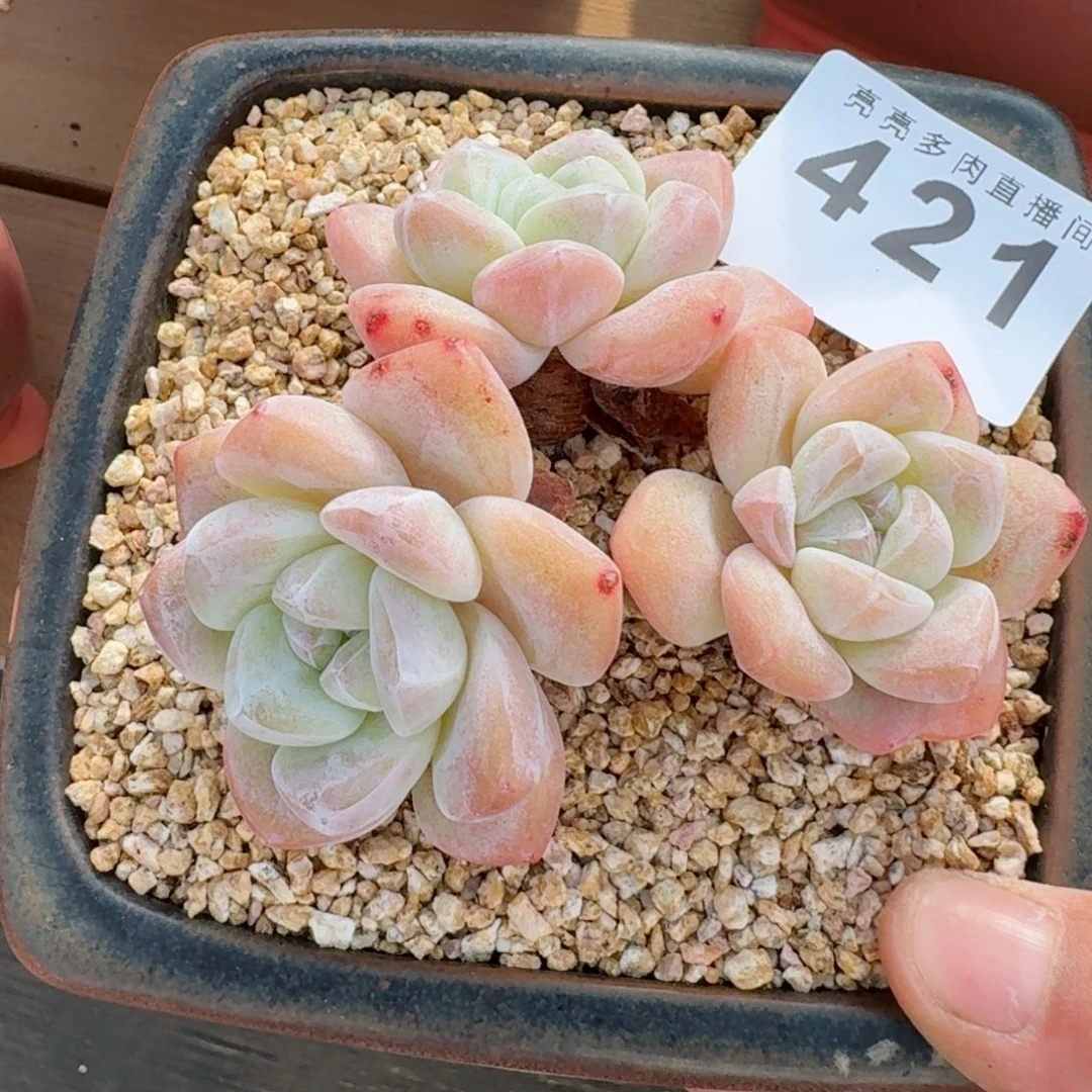 老桩冰玉      愿你一路坦途，乘风破浪展宏图