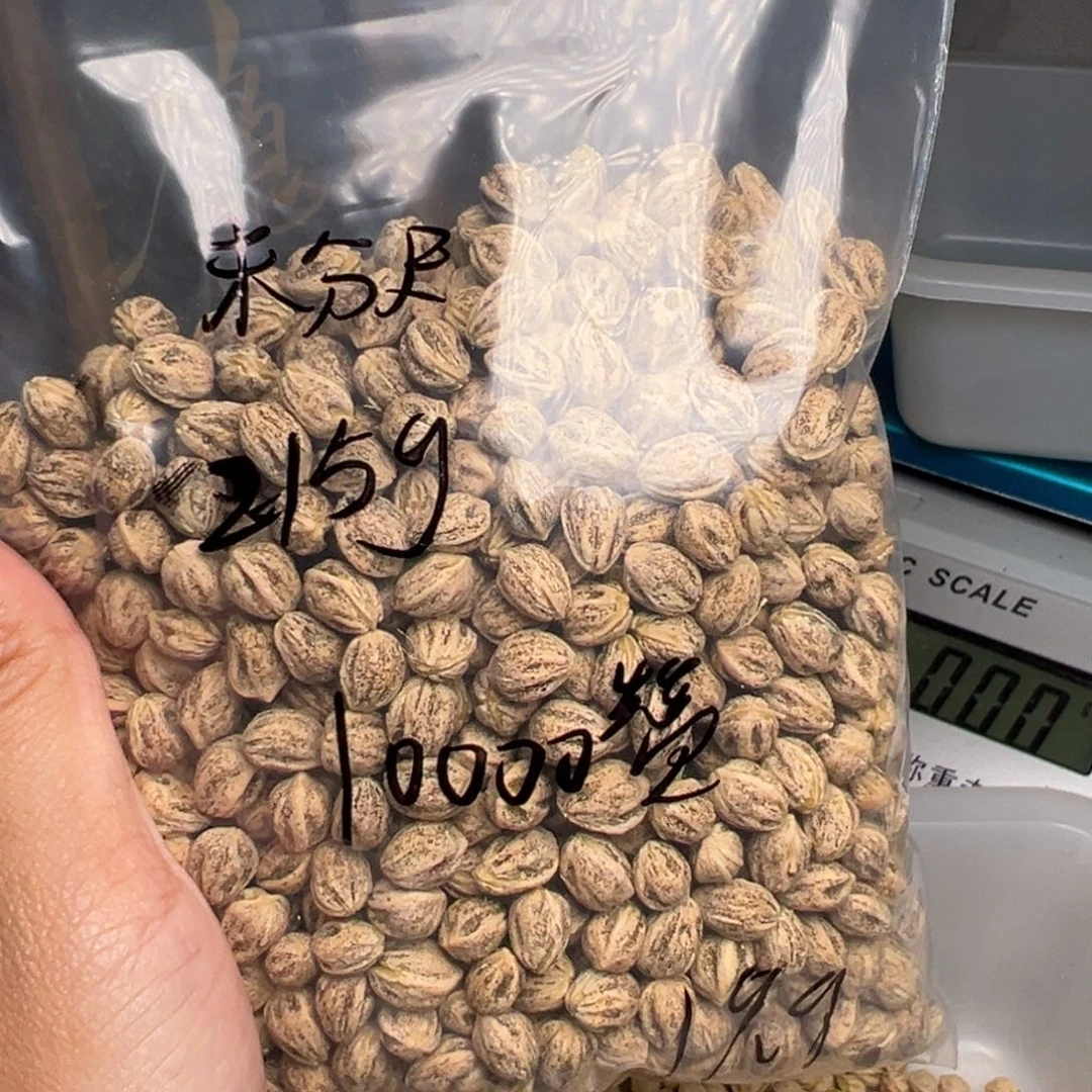 柏香籽/百香籽吊坠