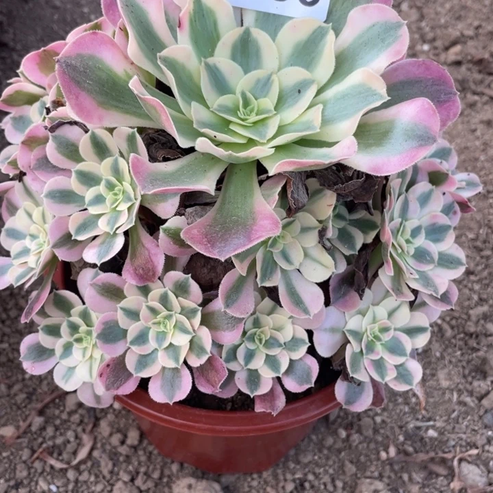 无花朵330多肉植物妖月