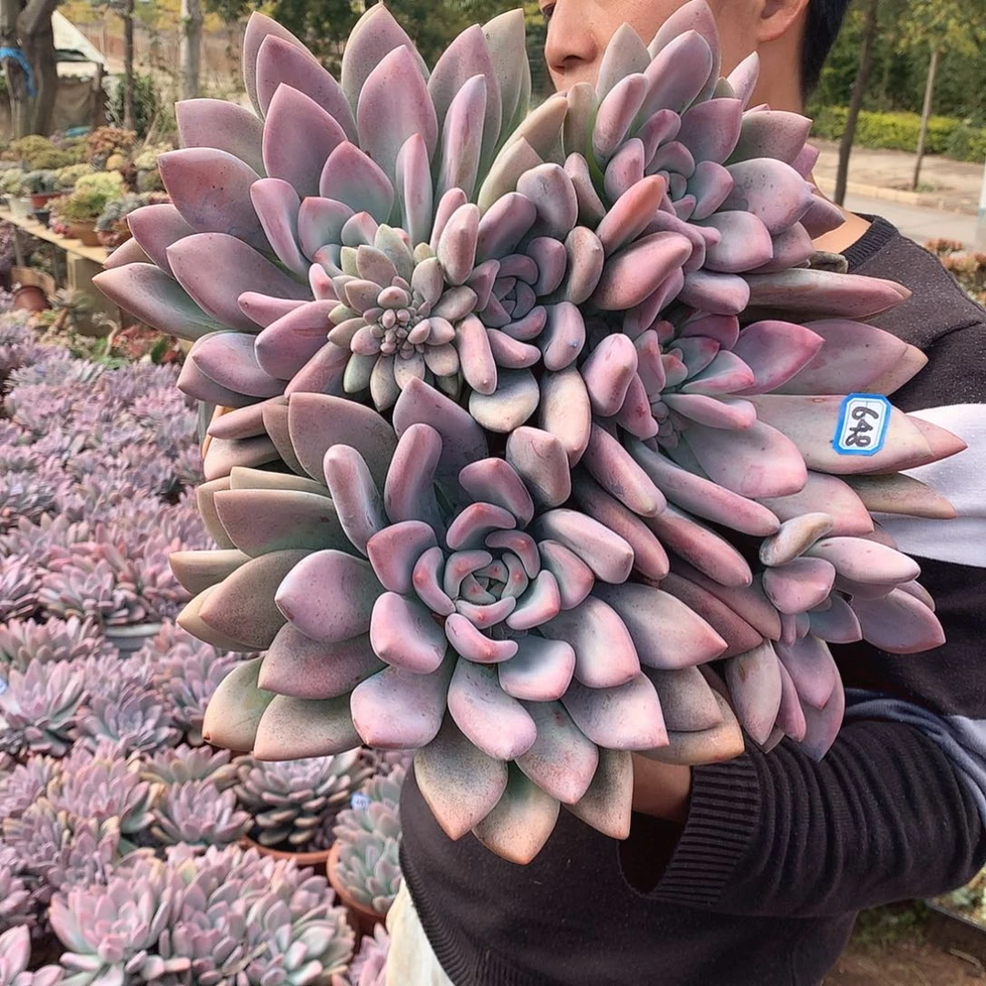 648 奥普 一物一拍