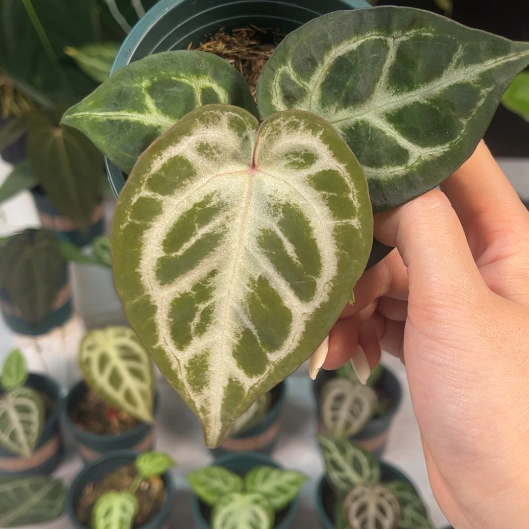 无花朵黑刷子x红（688