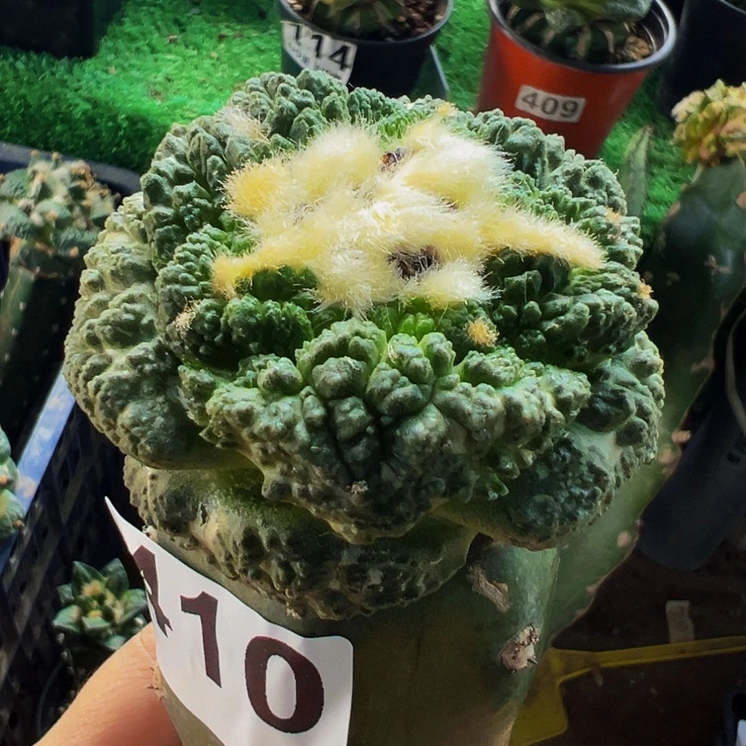 无花朵福利大尤龟甲牡丹410