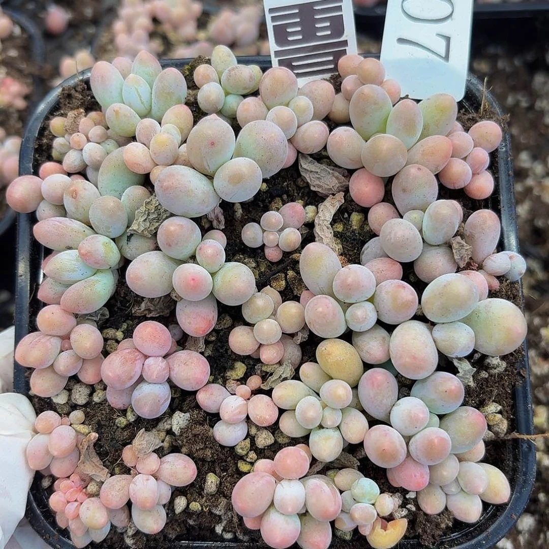 多肉植物多肉植物107量拍