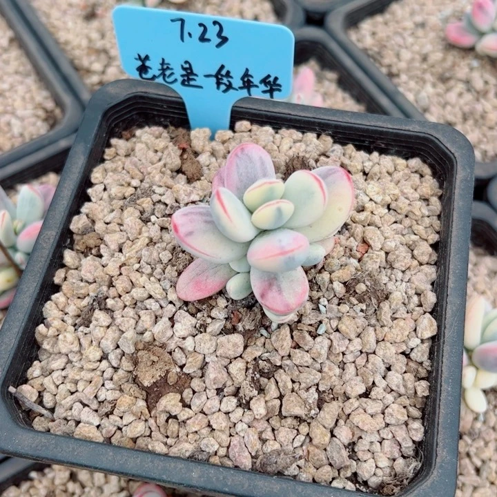 苍***华乒乓福娘锦多肉植物