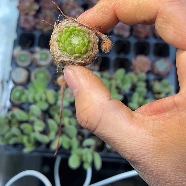 蛛丝卷卷 满10颗包邮