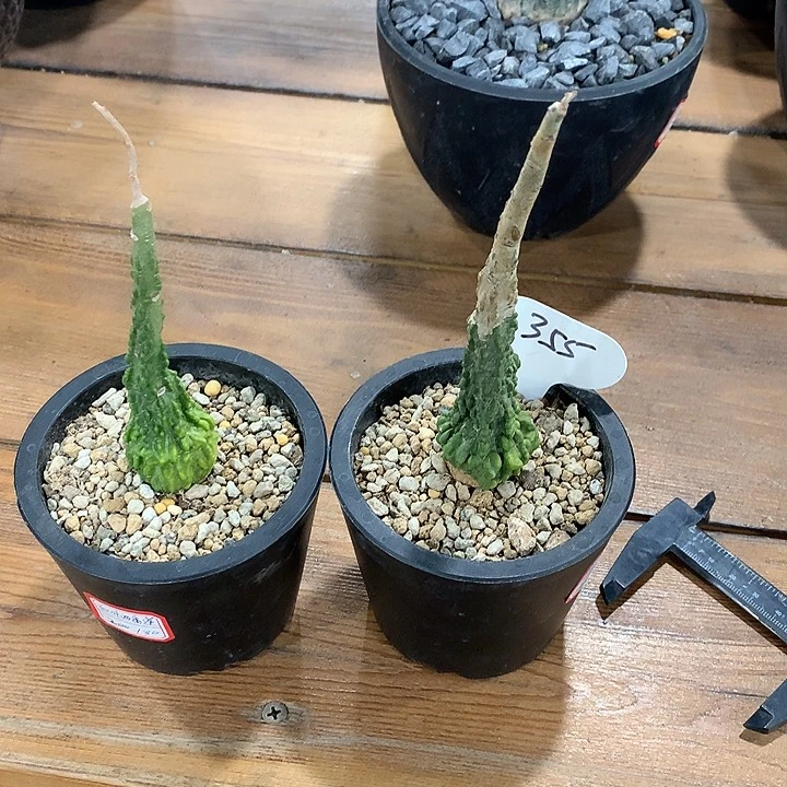 D**l355红叶西番莲11111111