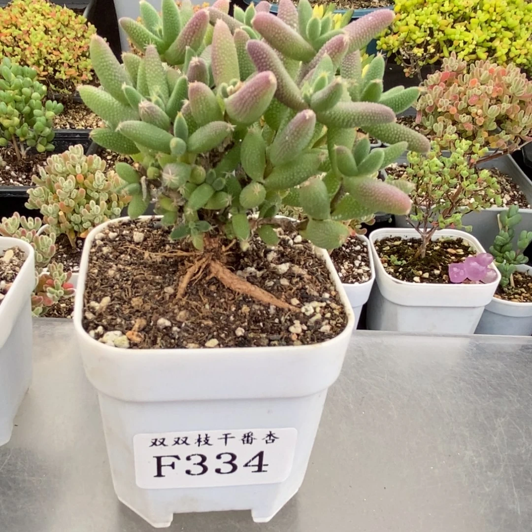 334玉米。