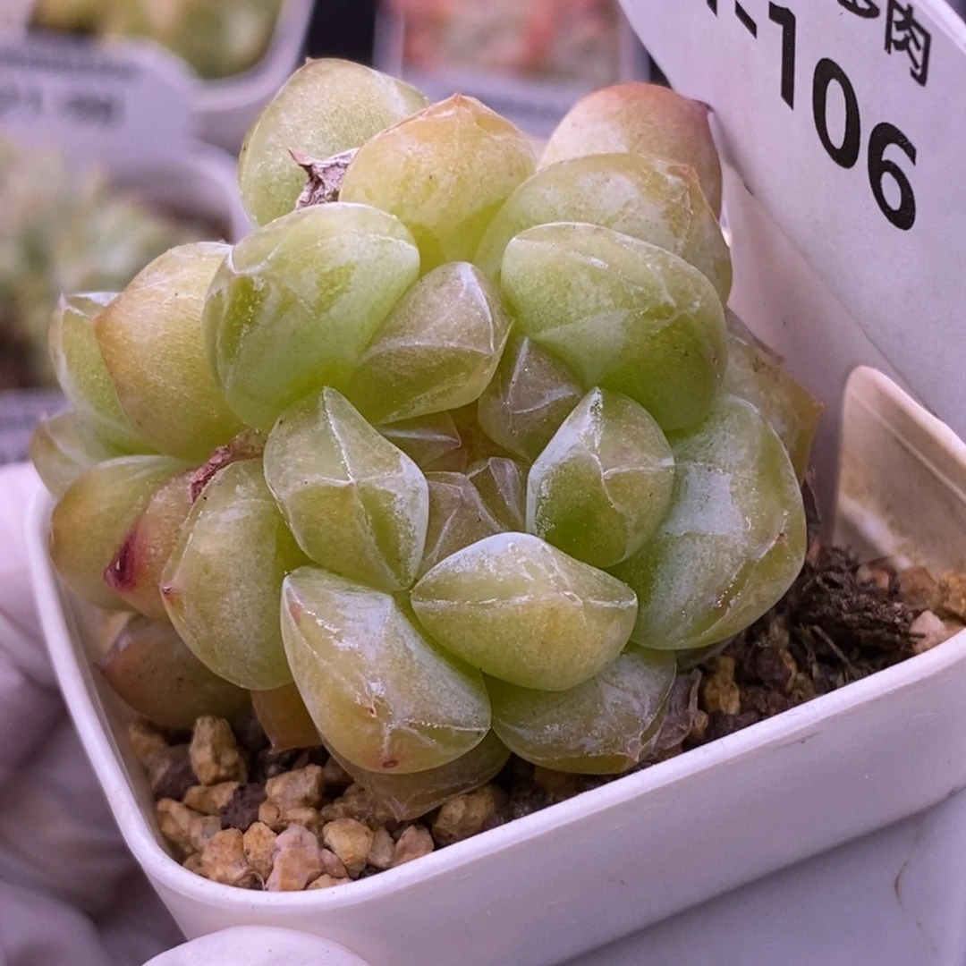【闪购商品】21-106
