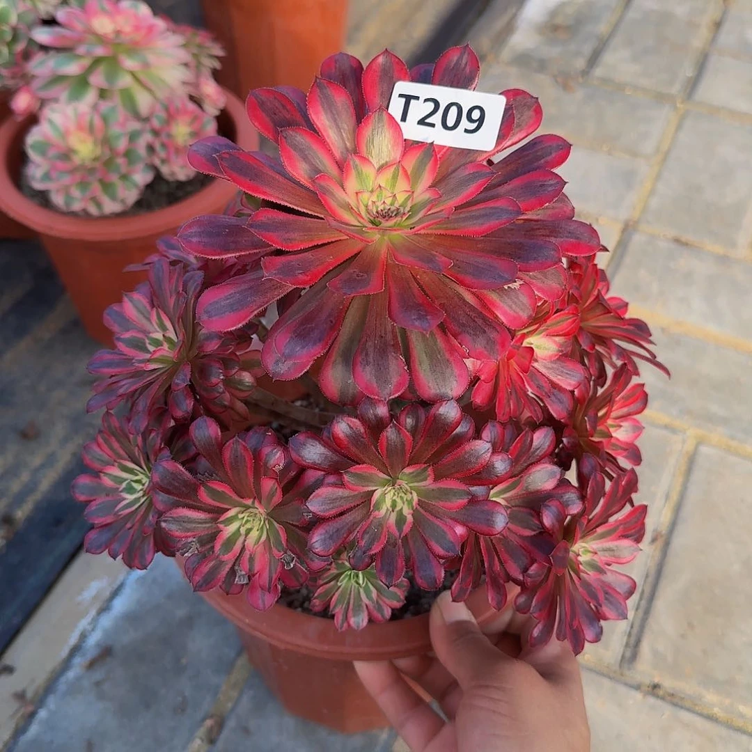 209黑铜白444冠服22.3左右