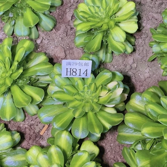 814翡翠琉璃花脸多肉植物