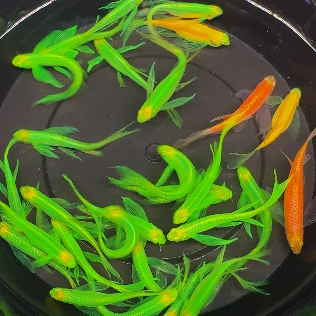 斑马鱼蝶翼斑马微瑕疵26