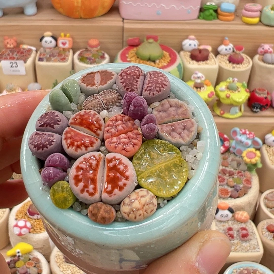 多肉植物61号彩色