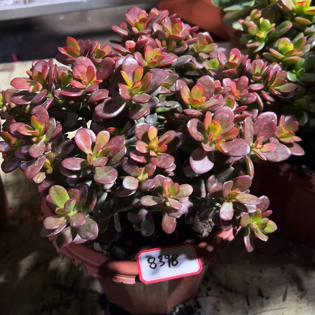 钟***姐稀有糖果带土球发货8398