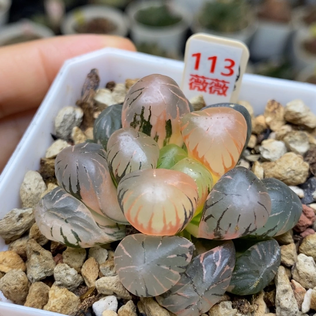 113号孔明灯玉露锦