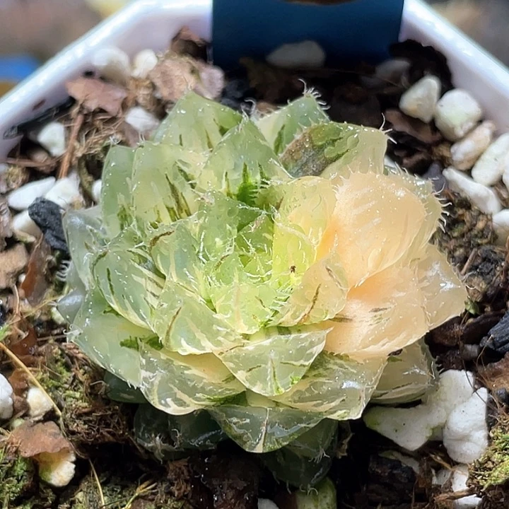 770翠雲錦一物一拍