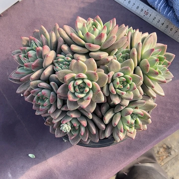 杂交新品带缀多头无砍