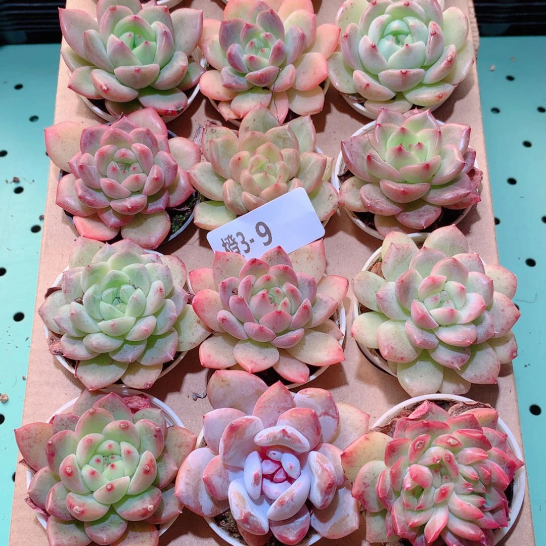 3-8一物一拍多肉带盆18颗