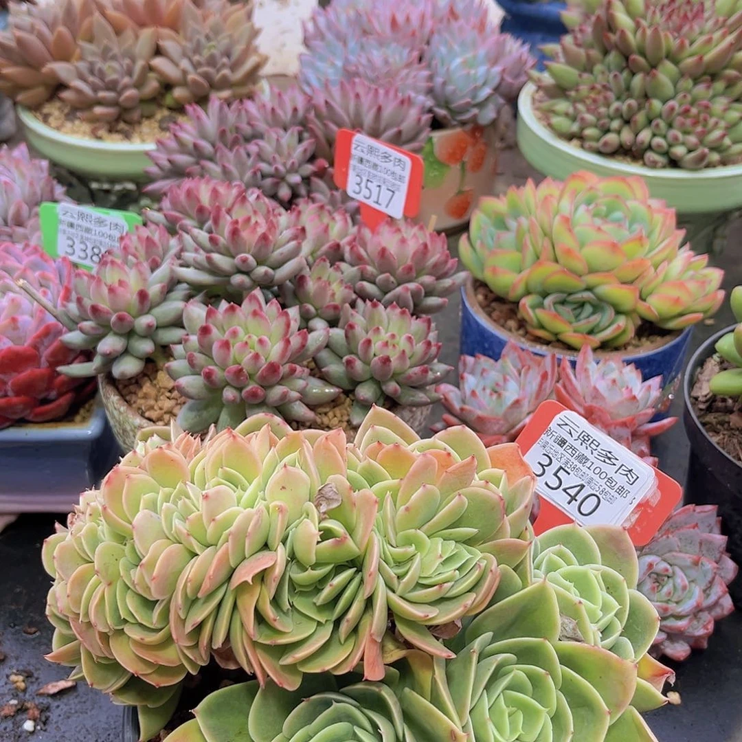 3540星娜塔缀多肉植物