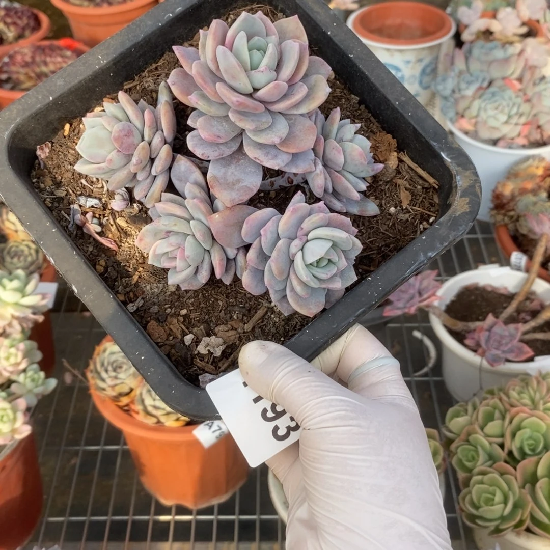 4193红茶多头一物一拍