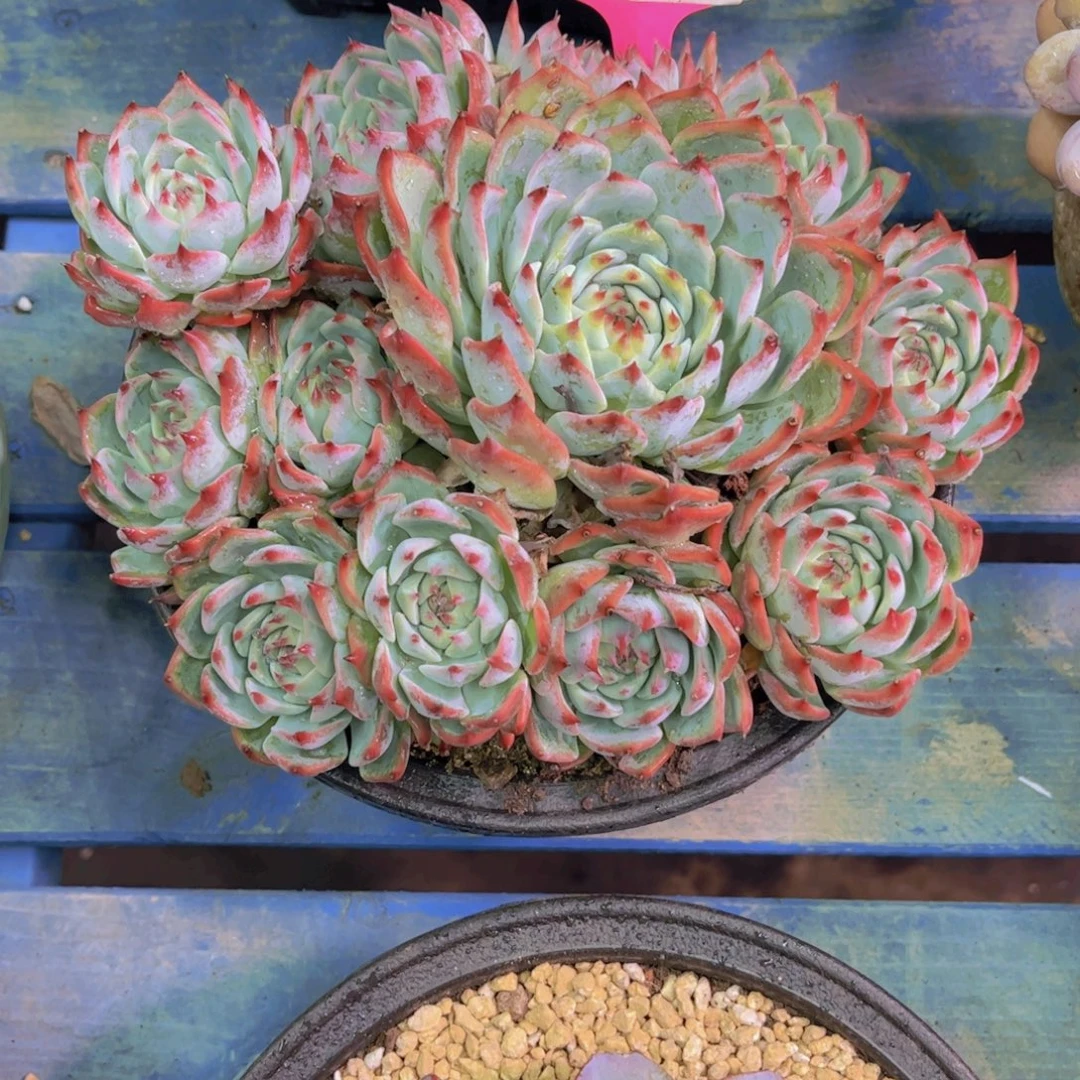 T***G吉娃娃Ａ６５８一颗一物一拍