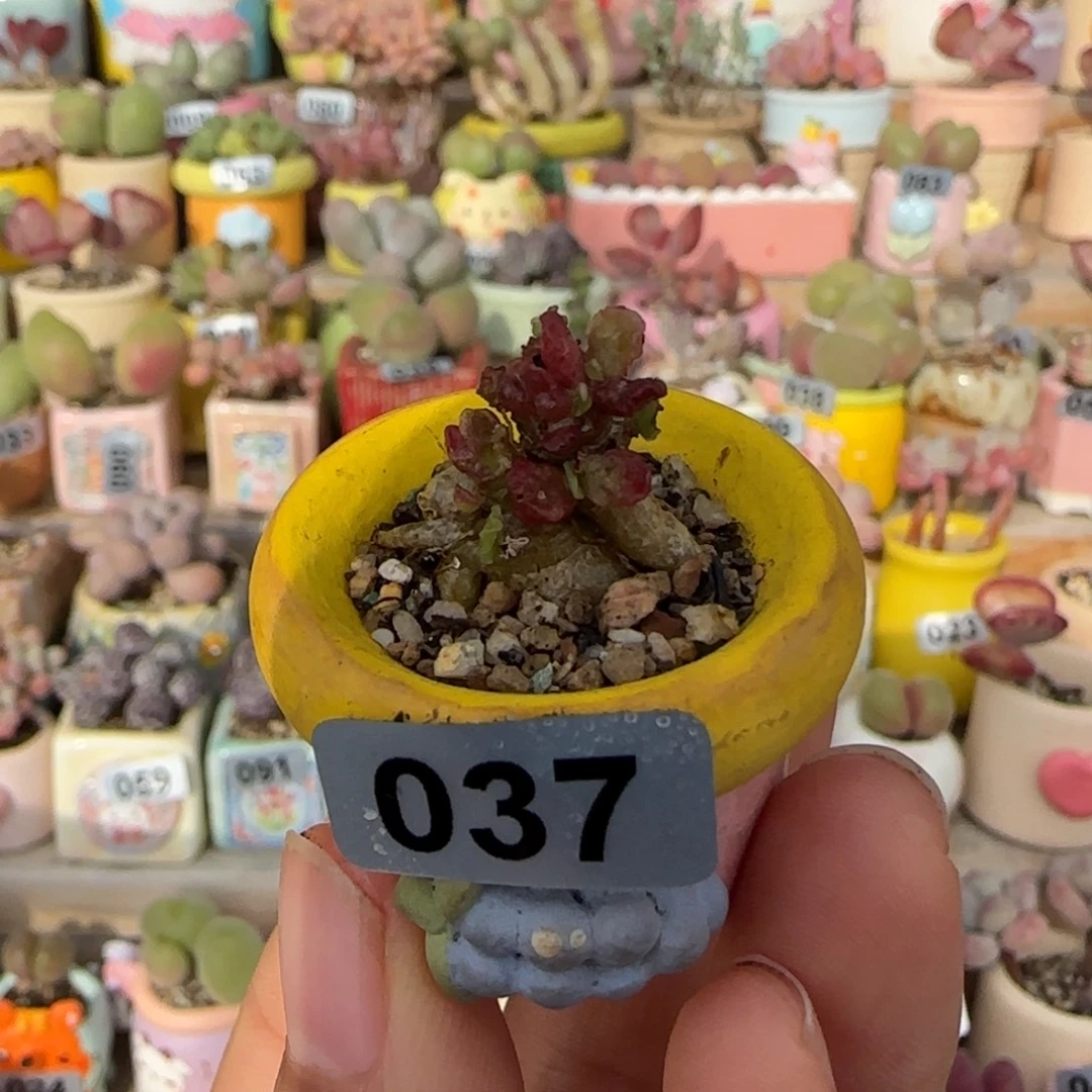 T可爱粉黛盆口2cm