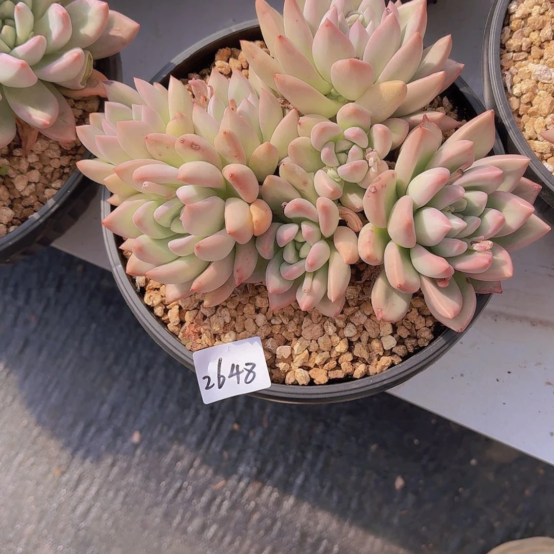 聪****紫2648仙贝多肉植物