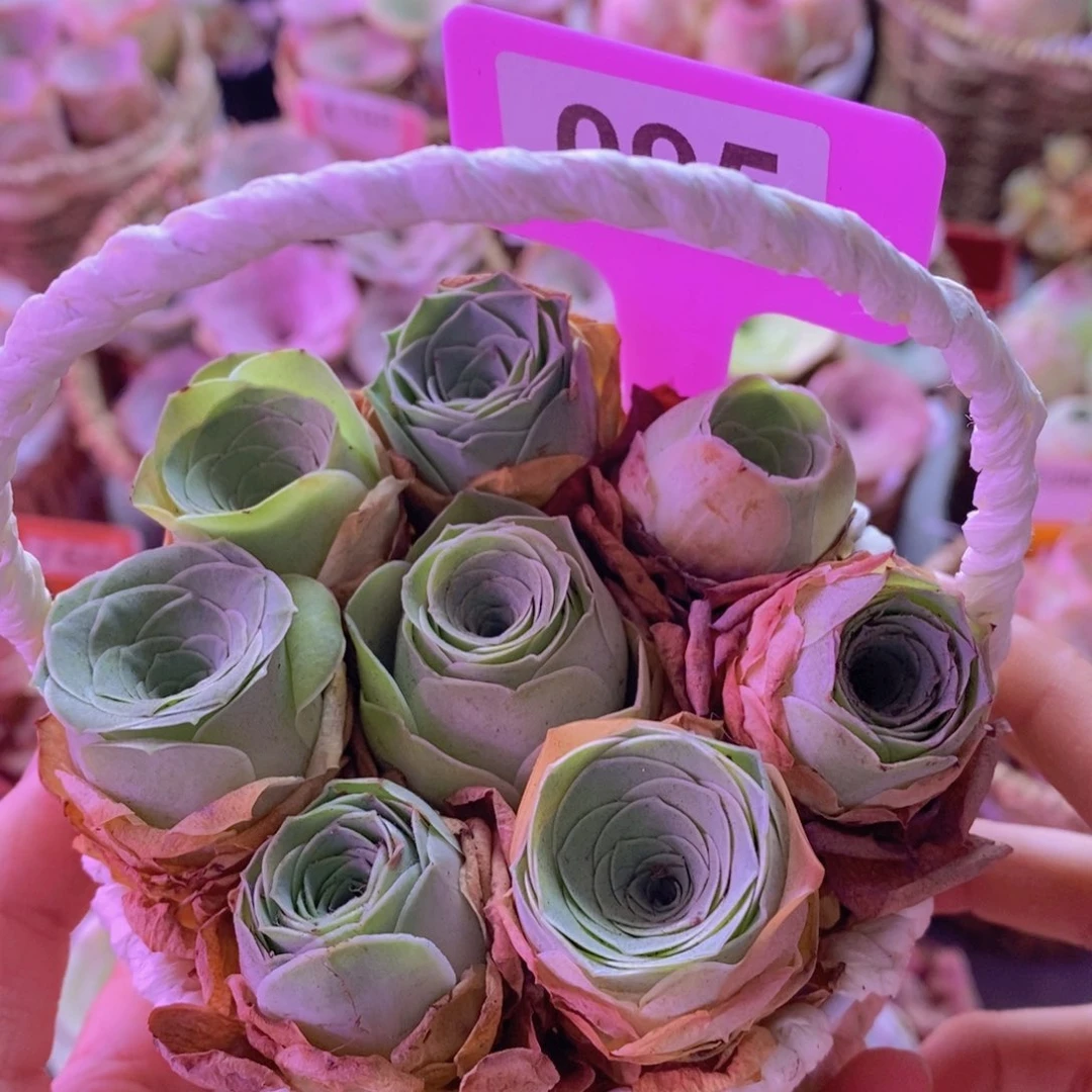 095山地玫瑰一物一拍 小白篮