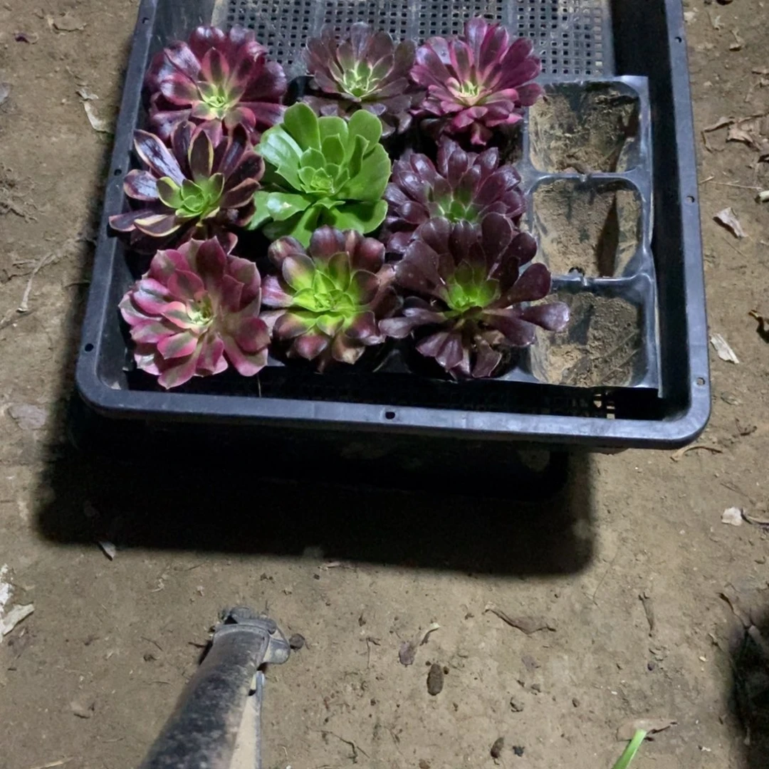 无花朵16号链接九颗法师小苗不重复