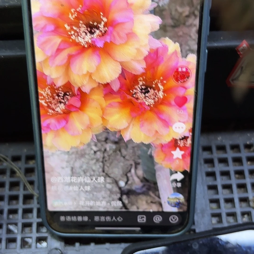 有根桃花眼四公分有根25