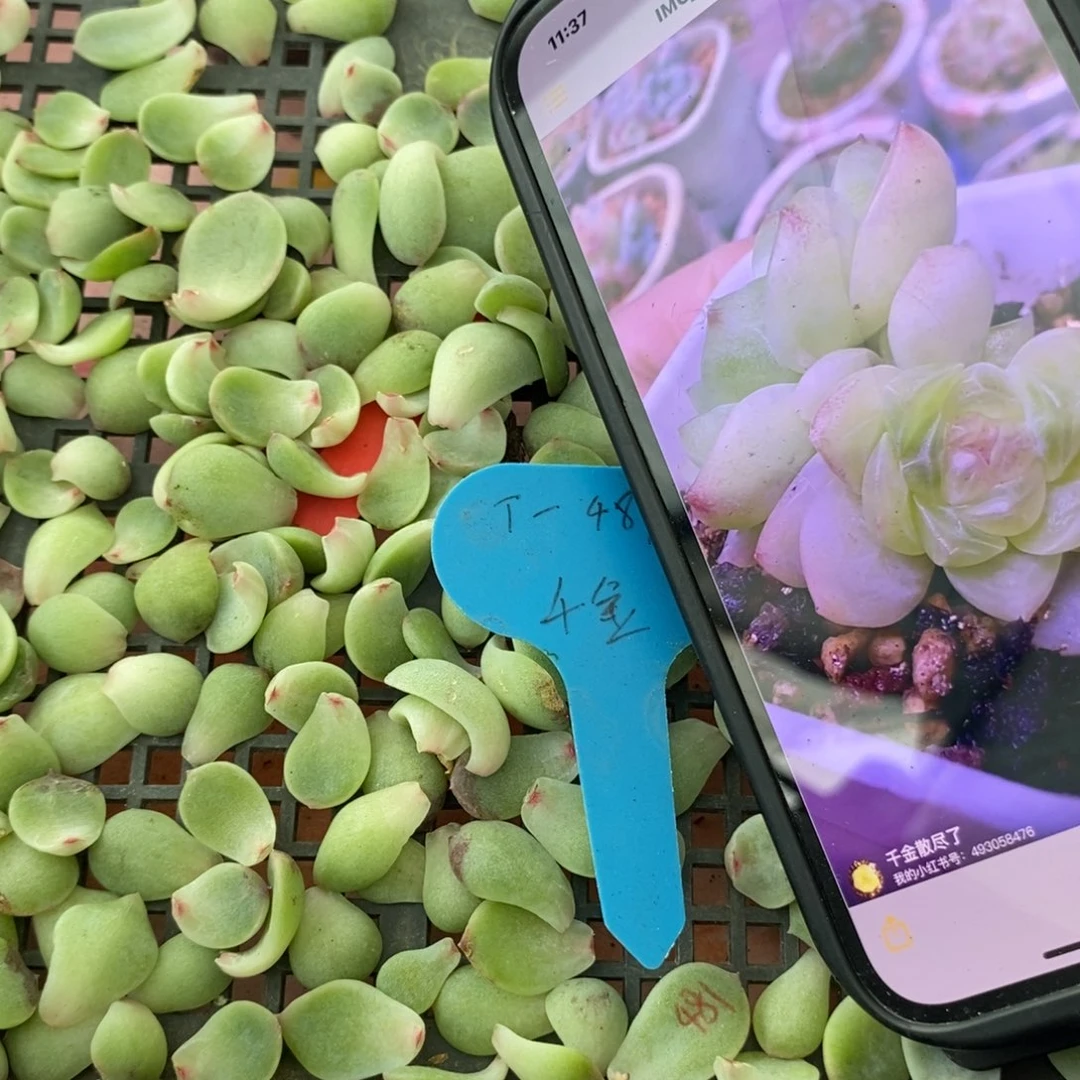 纯叶片甜心481叶片一个