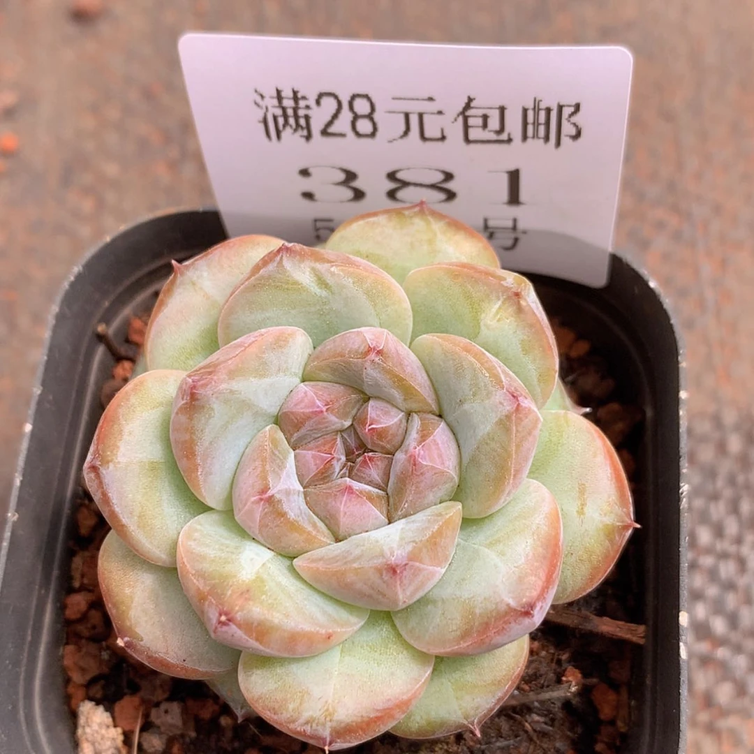 【闪购商品】云381号