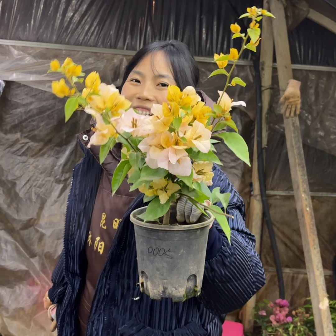 牛***啡完全开放（黄女郎）三角梅会落花落叶苗有大有小