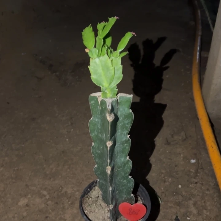 爱***者当前无花栽培后可以开花荷花仙子868