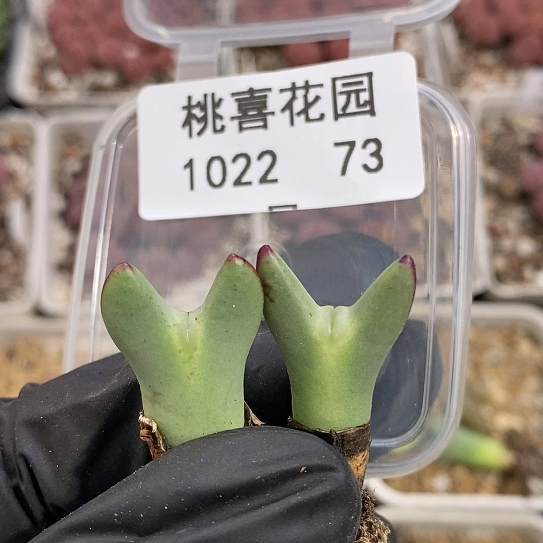 蕃*茄1022-73-少将福利脱土。