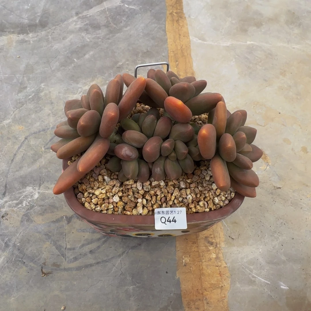 q q q q q q q q 44