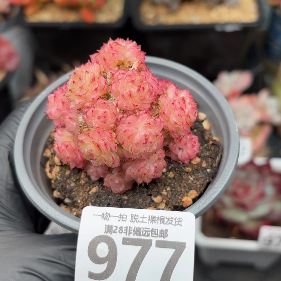 麦秆群无盆土发货