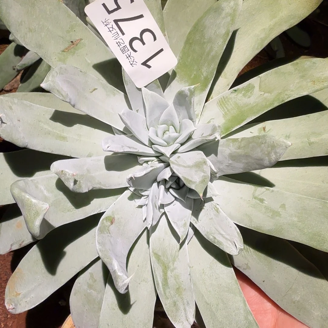 3代杂交仙女杯多肉福利