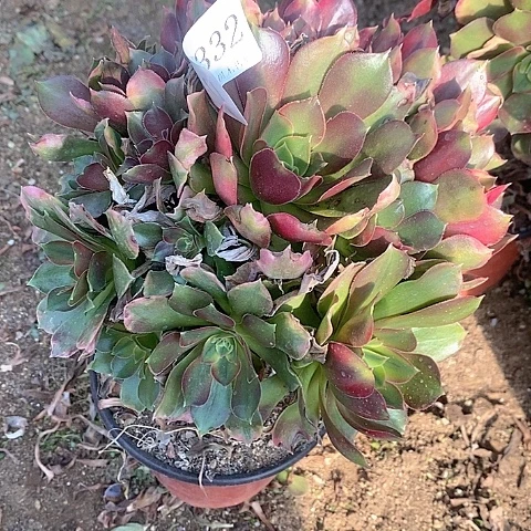 2332光辉多肉法师锦