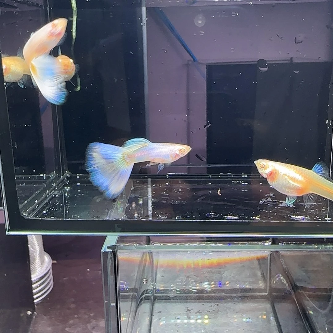 孔雀鱼极光两对，三个月