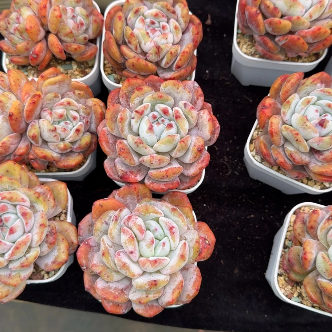 该***了精控石化，带盆发货。