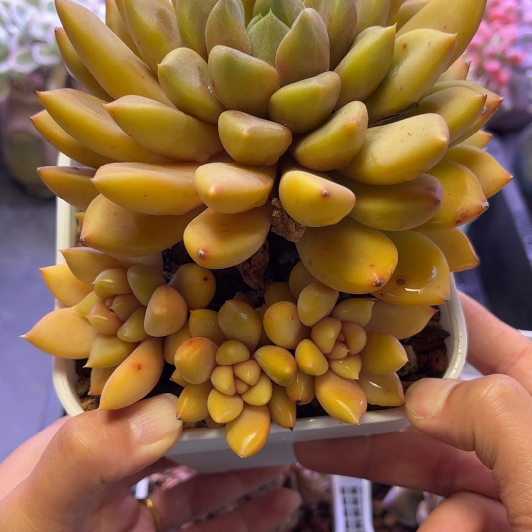 2459 满30包邮天冷地区必拍保温箱