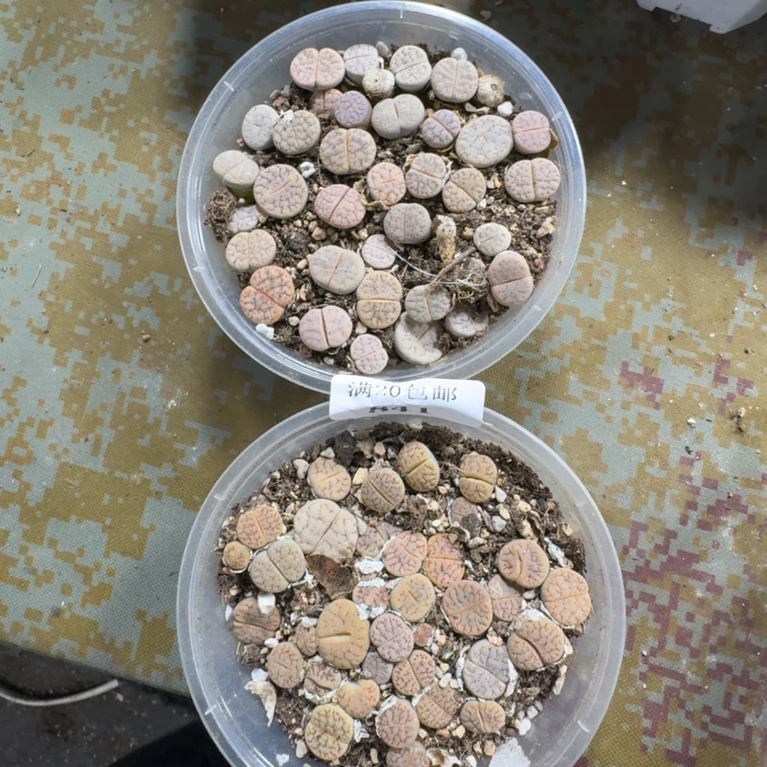 841。 两盒383B粉窗荒玉